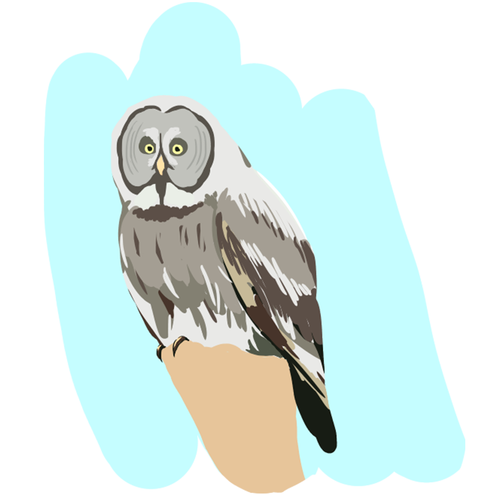 カラフトフクロウ